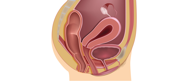 Anatomy of Pelvic Floor and Hip Flexors Poster 