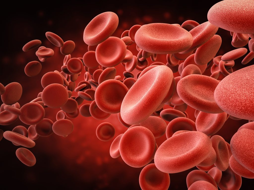 A collection of red blood cells