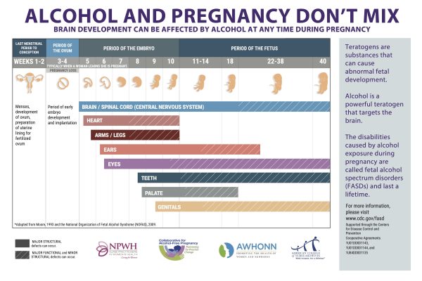 Prevention of Alcohol-Exposed Pregnancies - Fetal Development Chart
