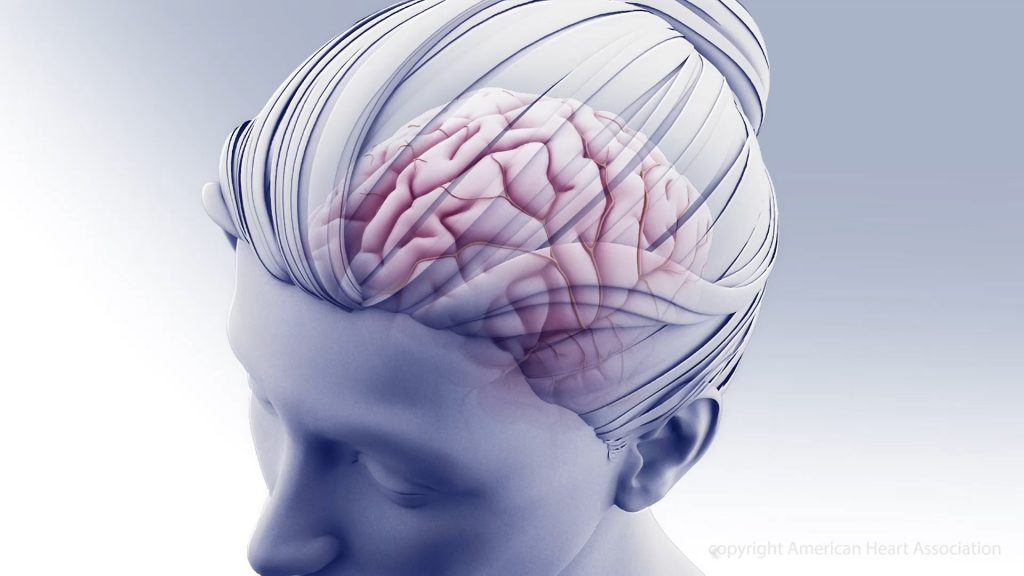 head and brain illustration