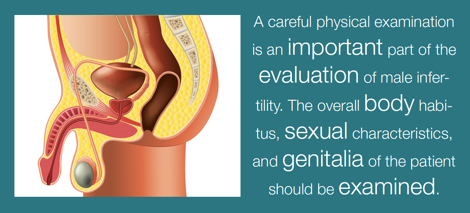 The WHNPs guide to evaluating male infertility