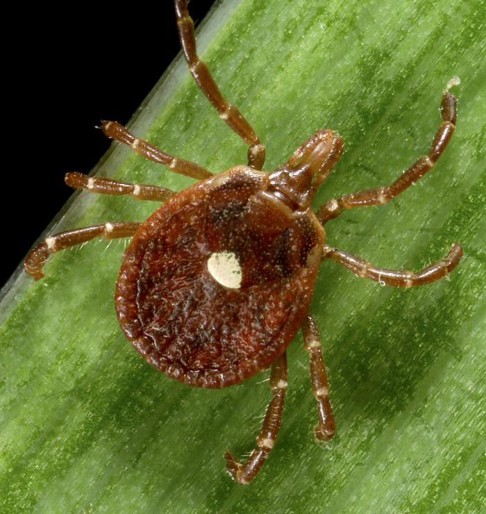 Alpha-gal syndrome is primarily associated with lone star tick